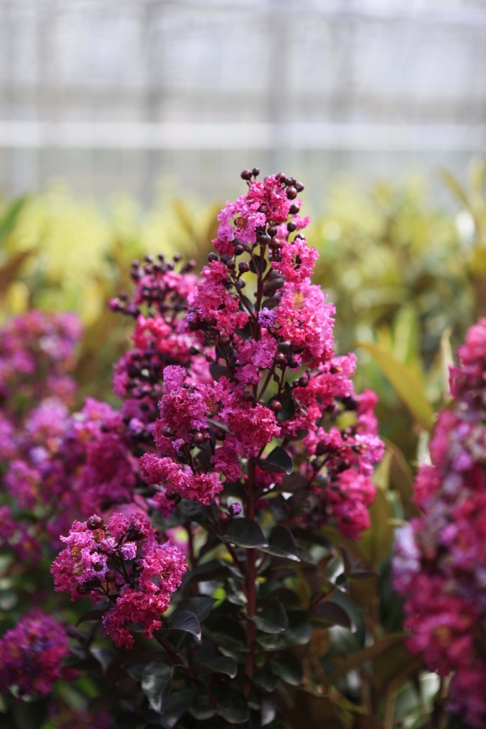 [xx] LAGERSTROEMIA INDICA 'RHAPSODY IN BLUE' (Pot 10 litres, 60-80 cm)