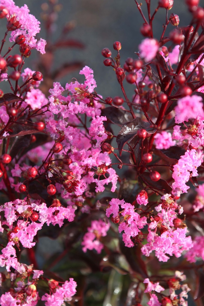 [xx] LAGERSTROEMIA INDICA 'RHAPSODY IN PINK' (Pot, 80-100 cm)