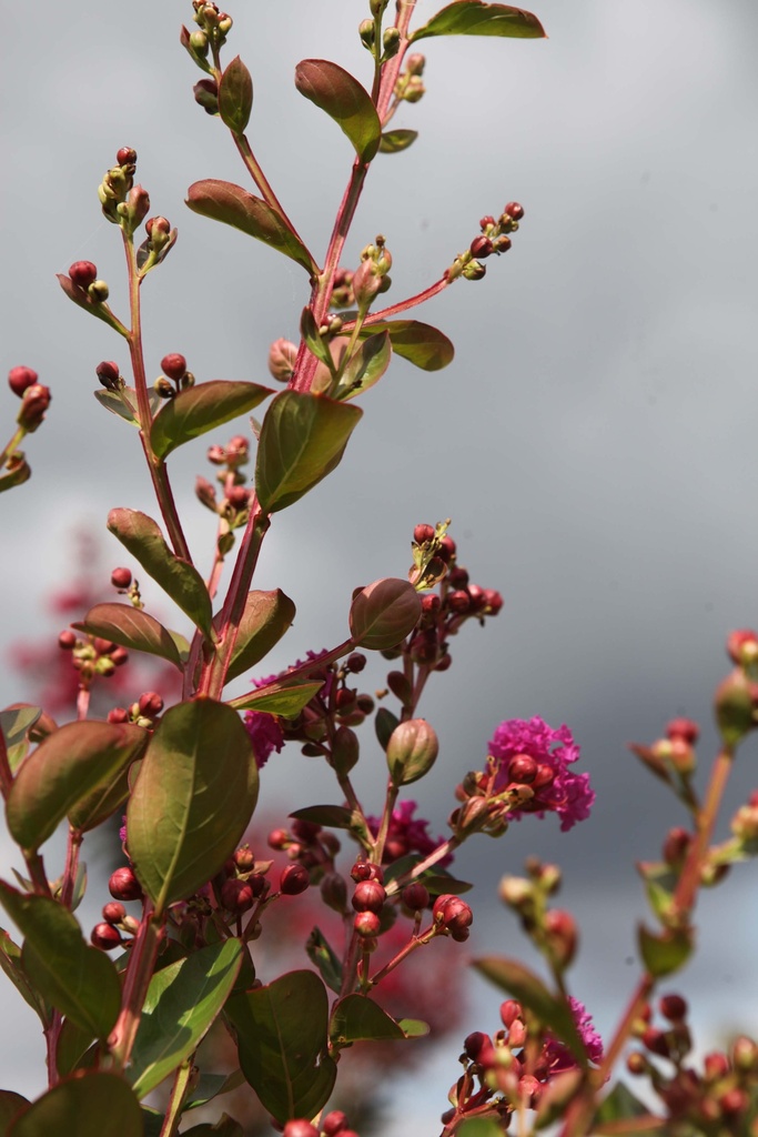 [xx] LAGERSTROEMIA INDICA VIOLET D'ÉTÉ (Pot, 80-100 cm)