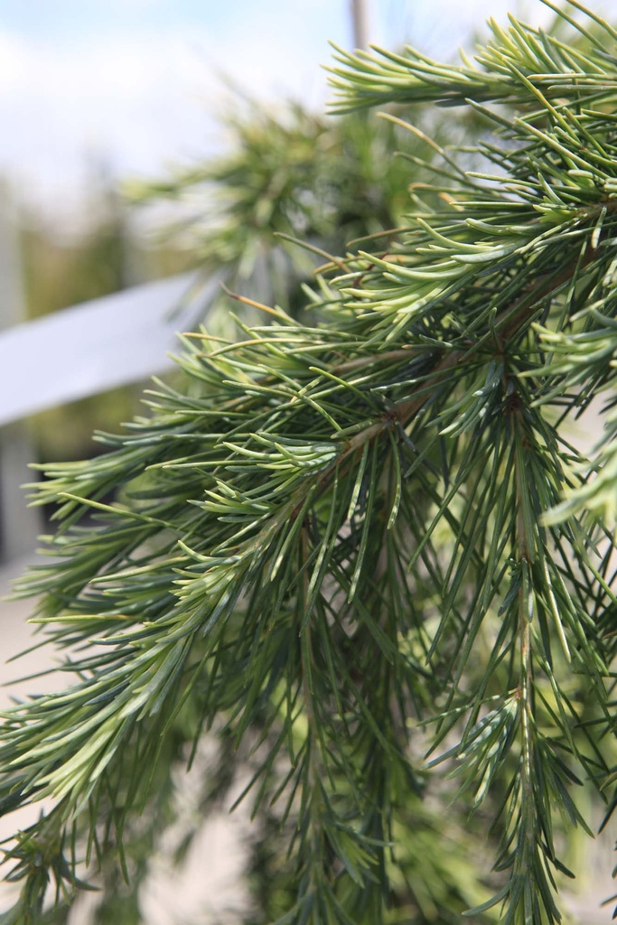 [xx] LARIX KAEMPF. 'BLUE DWARF' (Pot 7 liter, 40 cm stam)
