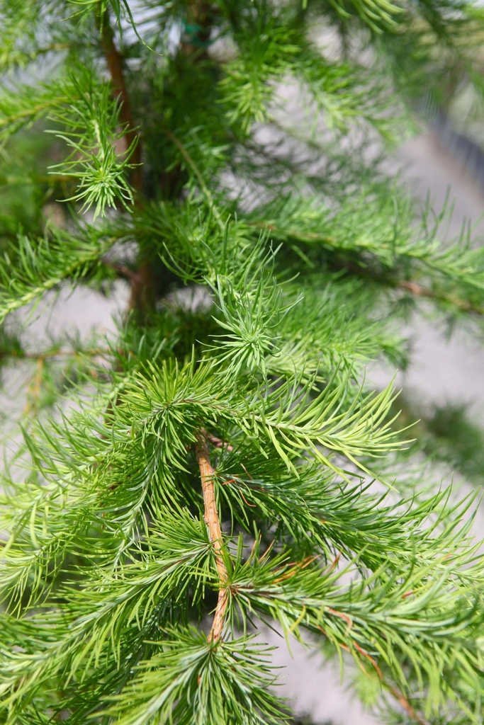 LARIX KAEMPFERI