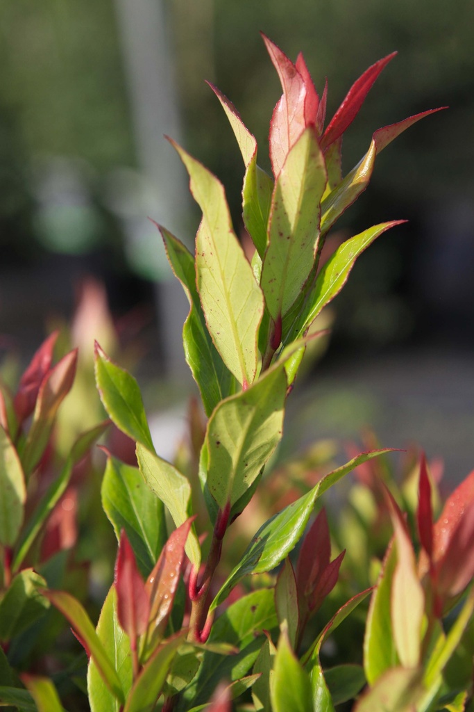 [xx] LEUCOTHOE AXILLARIS 'LITTLE FLAMES' (Pot 10 litres, 40-50 cm)