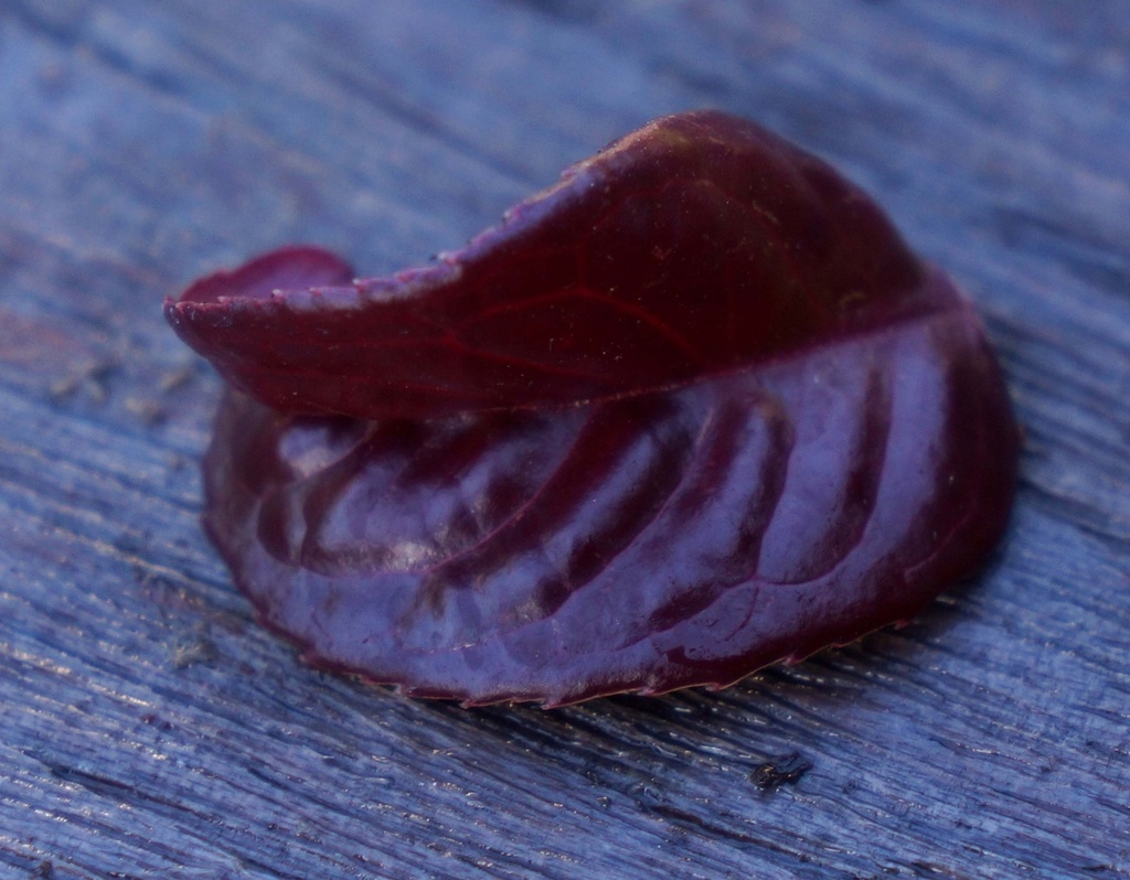 [xx] LEUCOTHOE AXILLARIS TWISTING RED (Pot 10 liter, 40-50 cm)