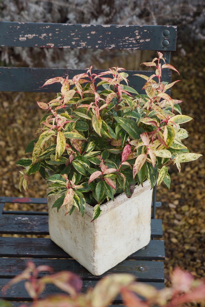 LEUCOTHOE FONTANESIANA 'MAKIJAZ'