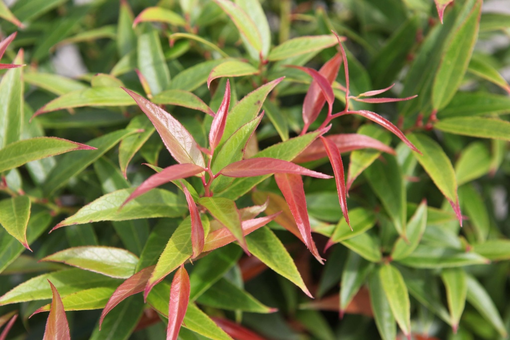 [xx] LEUCOTHOE KEISKEI BURNING LOVE (Pot 10 liter, 40-50 cm)