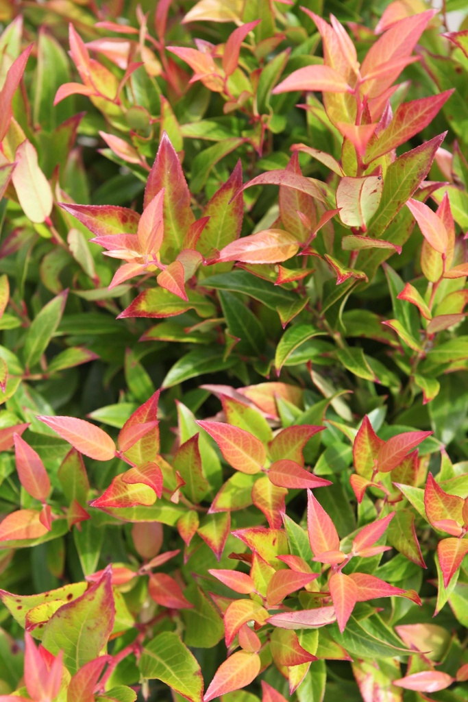 [xx] LEUCOTHOE 'SCARLETTA' (Pot 3 litres, 25-30 cm)