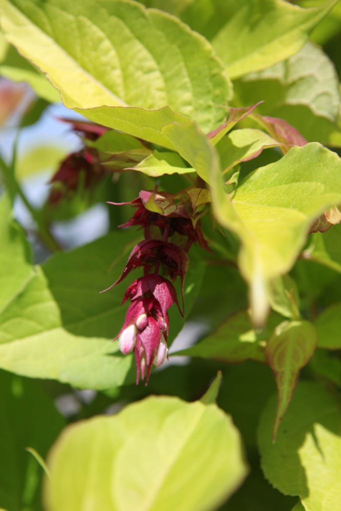 LEYCESTERIA FORMOSA GOLDEN LANTERNS