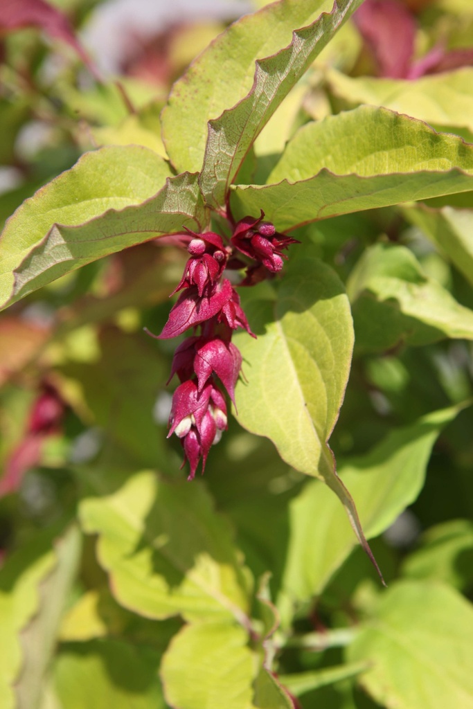[xx] LEYCESTERIA FORMOSA LITTLE LANTERNS (Pot 3 litres, 30-40 cm)
