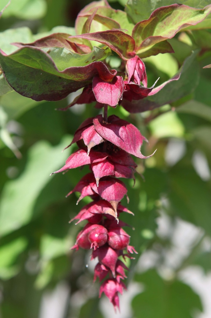 LEYCESTERIA FORMOSA 'PURPLE RAIN'