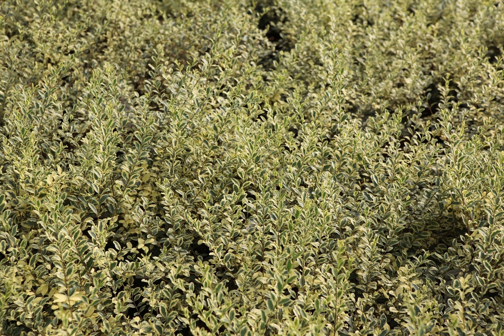LIGUSTRUM IBOTA MUSLI