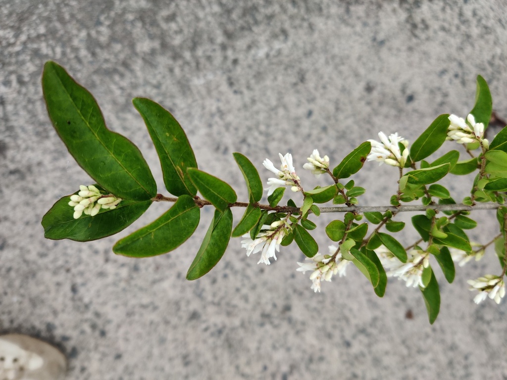 [LOMA40] LIGUSTRUM OBTUSIFOLIUM MASSIF (Pot 3 liter, 40-50 cm)