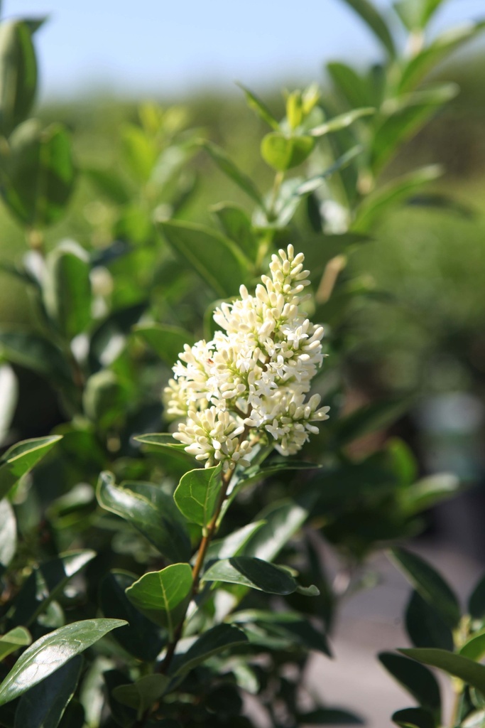 [xx] LIGUSTRUM OVALIFOLIUM GREEN DIAMOND (Pot 3 litres, 40-50 cm)