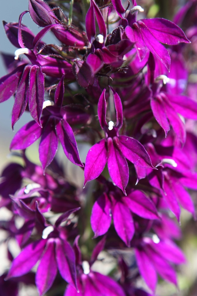 [xx] LOBELIA 'HADSPEN PURPLE' (Pot 3 liter, 40-60 cm)