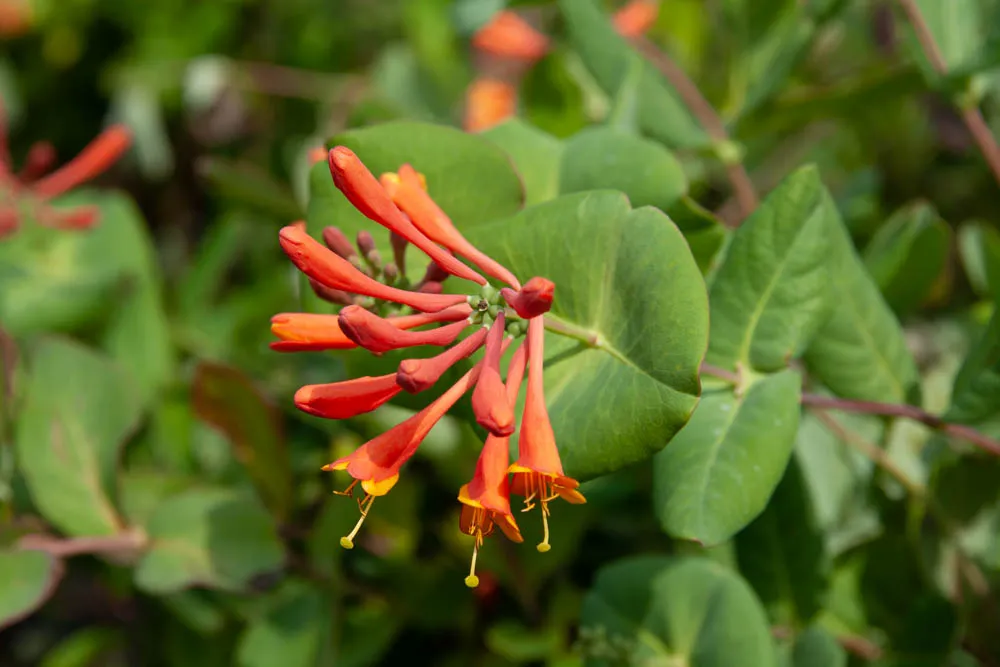 [LDSC3] LONICERA BROWNII 'DROPMORE SCARLET' (Pot 2 litres, 80-100 cm)