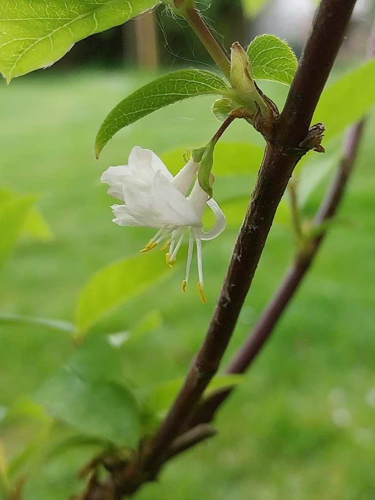 [LFR40] LONICERA FRAGRANTISSIMA (Pot 3 liter, 50-60 cm)
