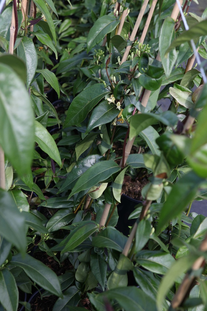 [xx] LONICERA HENRYI 'COPPER BEAUTY' (Pot 3 liter, 80-100 cm)