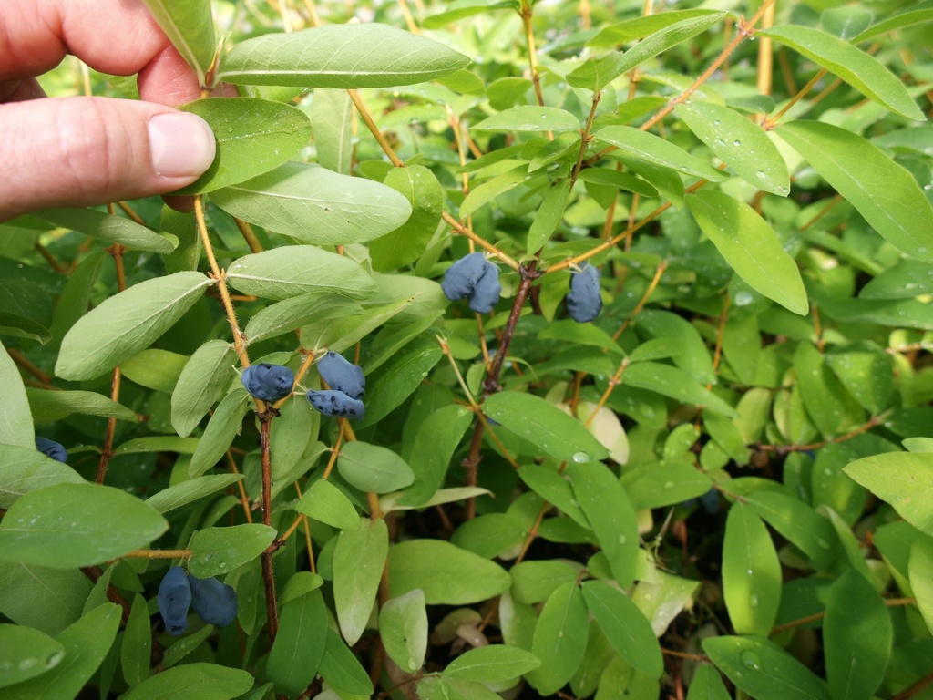 LONICERA KAMTSCHATICA 'BALALAIKA®'