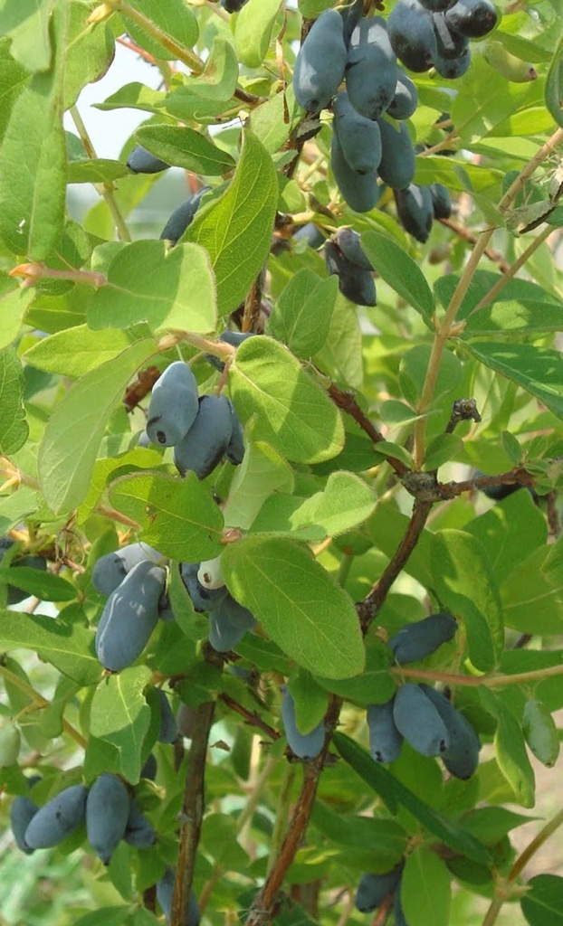 LONICERA KAMTSCHATICA 'BEE' MYBERRY