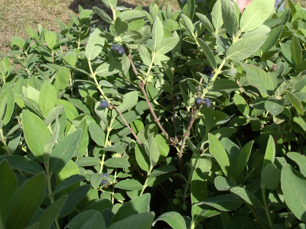 [LCKBVE3] LONICERA KAMTSCHATICA 'BLUE VELVET' (Pot 3 litres, 30-40 cm)