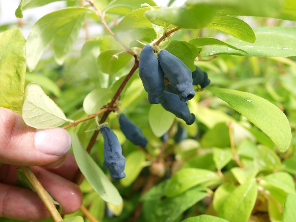 [LCKEI3] LONICERA KAMTSCHATICA 'EISBÄR®' (Pot 3 litres, 40-50 cm)