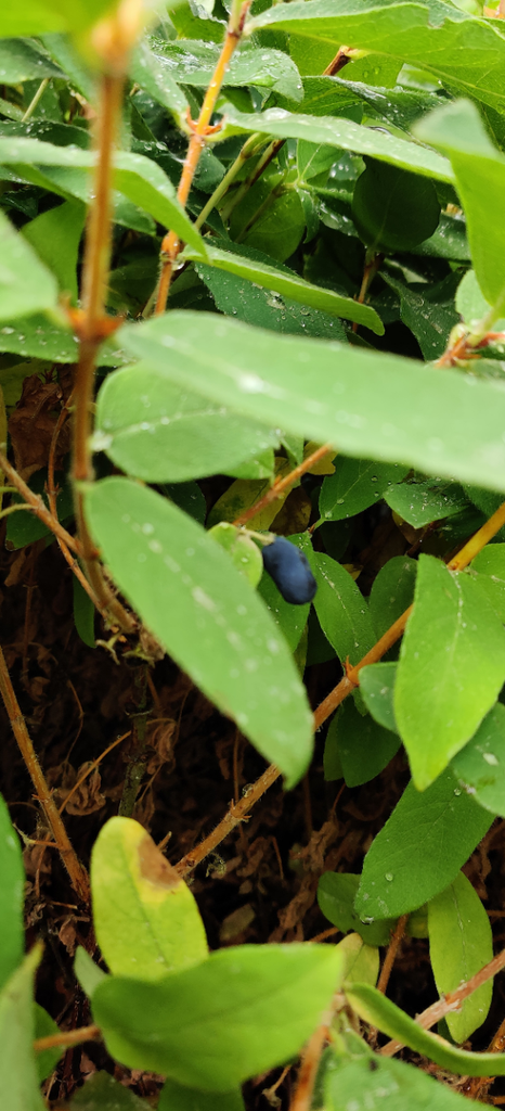 [LCKEI3] LONICERA KAMTSCHATICA 'EISBÄR®' (Pot 3 litres, 40-50 cm)
