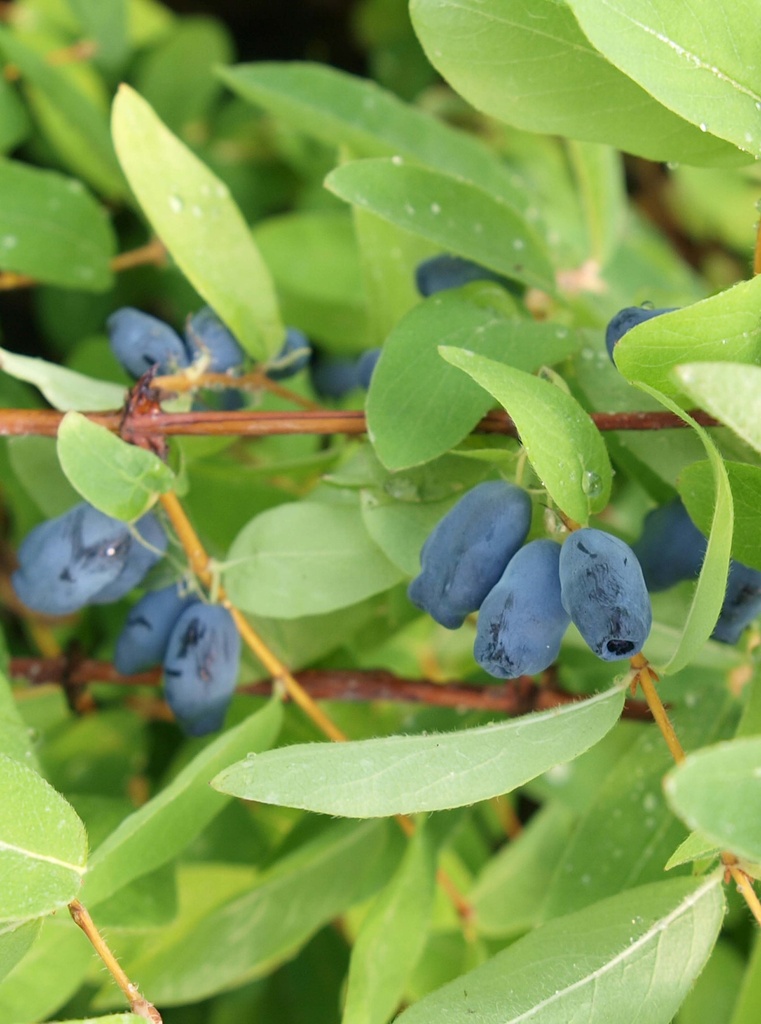 [xx] LONICERA KAMTSCHATICA 'SWEET' MYBERRY (Pot 3 litres, 30-40 cm)