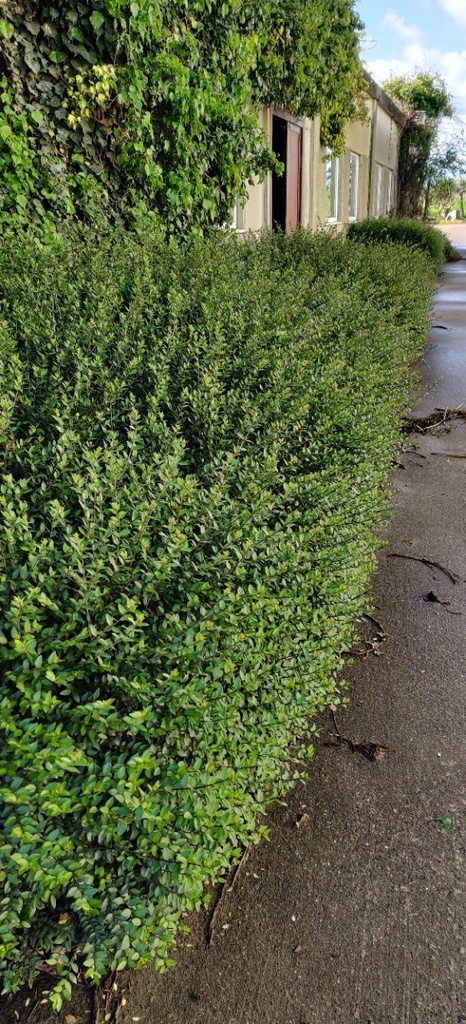 [LNEL25] LONICERA NITIDA 'ELEGANT' (Pot 13 cm, 30-40 cm)