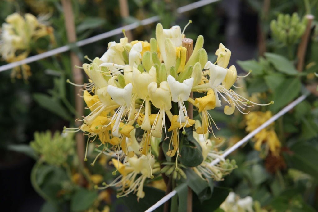 LONICERA PERICLYMENUM 'SCENTSATION'