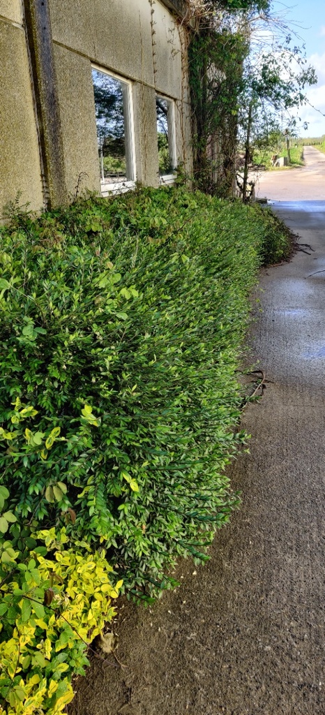 [LPI25] LONICERA PILEATA (Pot 13 cm, 30-40 cm)
