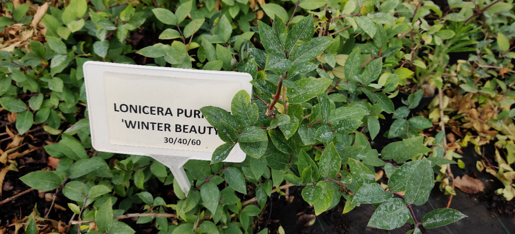 [LPWBE40] LONICERA PURPUSII 'WINTER BEAUTY' (Pot 3 litres, 40-50 cm)