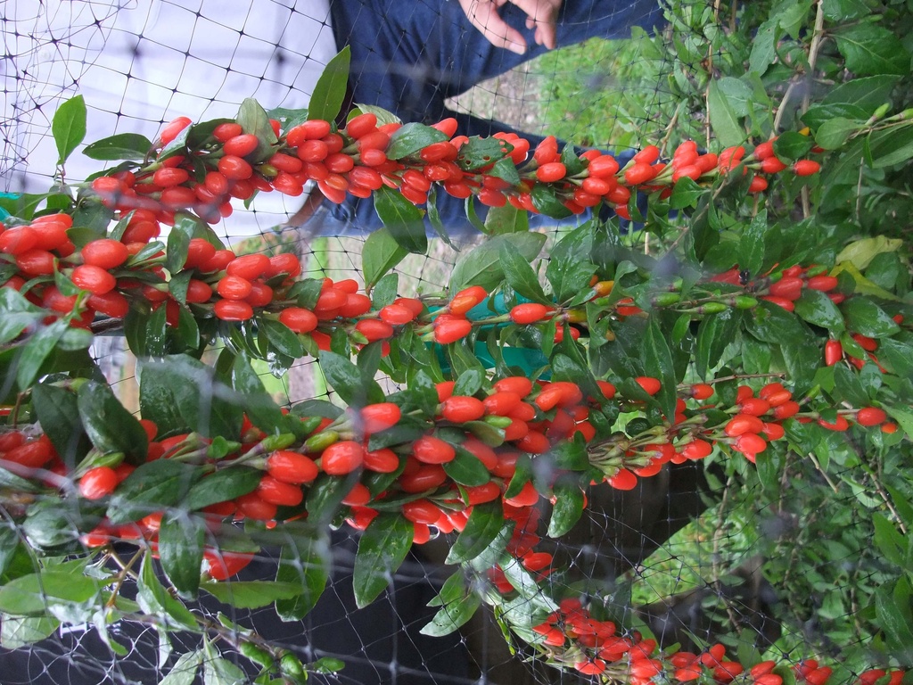 [xx] LYCIUM BARBARUM 'BIG LIFEBERRY®' (Pot 3 liter, 30-40 cm)