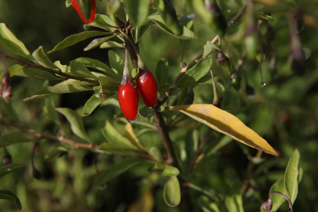 [xx] LYCIUM BARBARUM 'SWEET LIFEBERRY®' (Pot 3 liter, 30-40 cm)