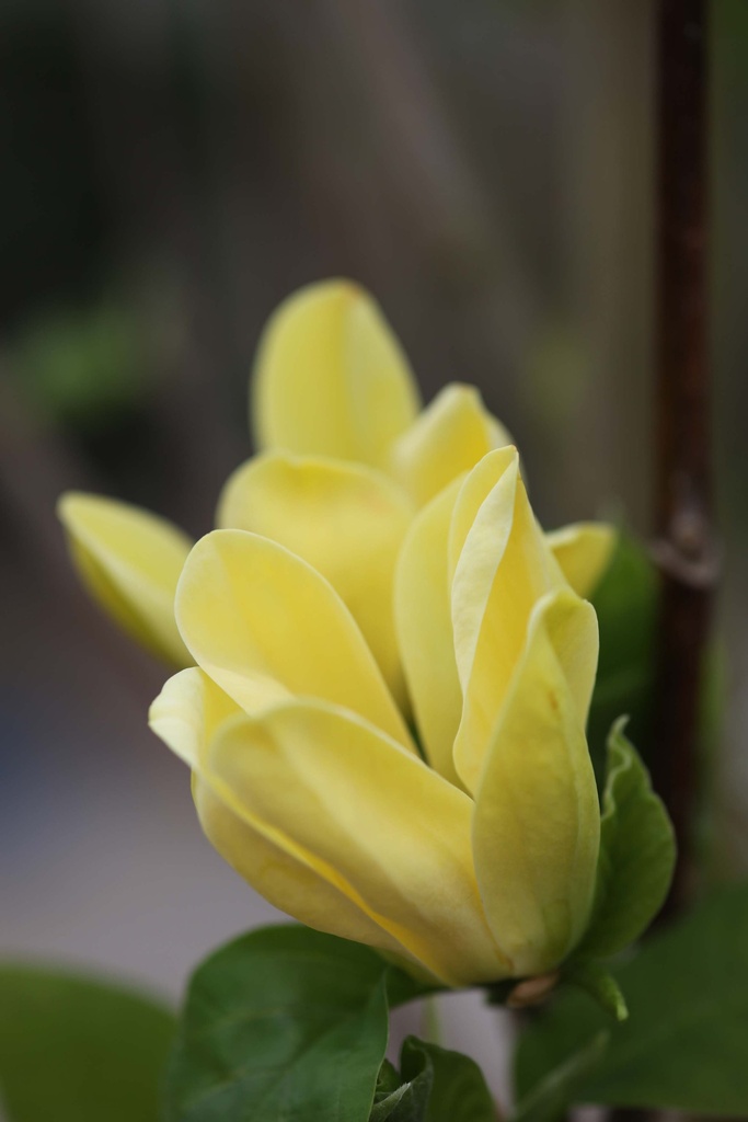[MBYBI100C12] MAGNOLIA BROOKLYNENSIS 'YELLOW BIRD' (Pot 12 liter, 100-125 cm)