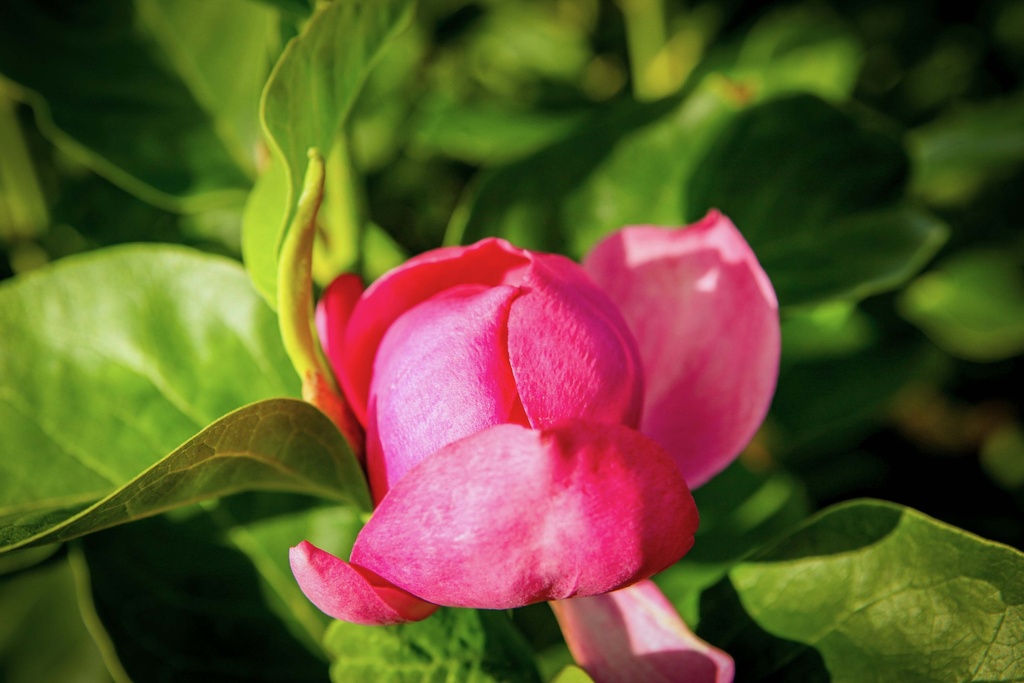 [xx] MAGNOLIA 'CLEOPATRA' (Pot 12 litres, 80-100 cm)