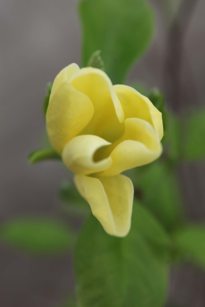 [xx] MAGNOLIA 'DAPHNE' (Pot, 125-150 cm)