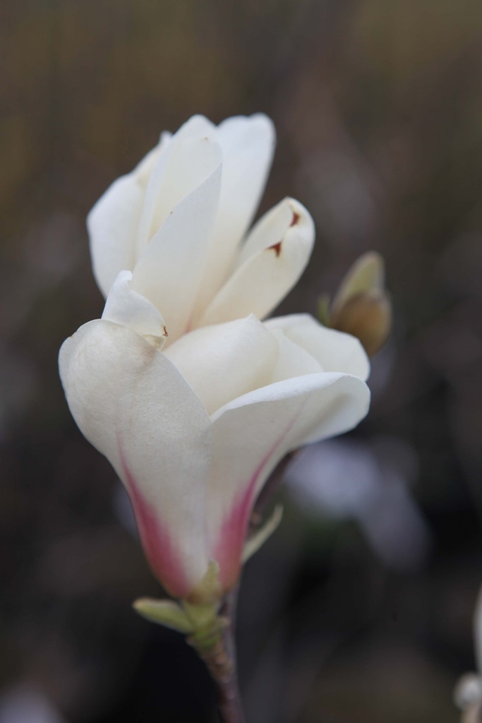 MAGNOLIA DENUDATA 'DOUBLE DIAMOND'