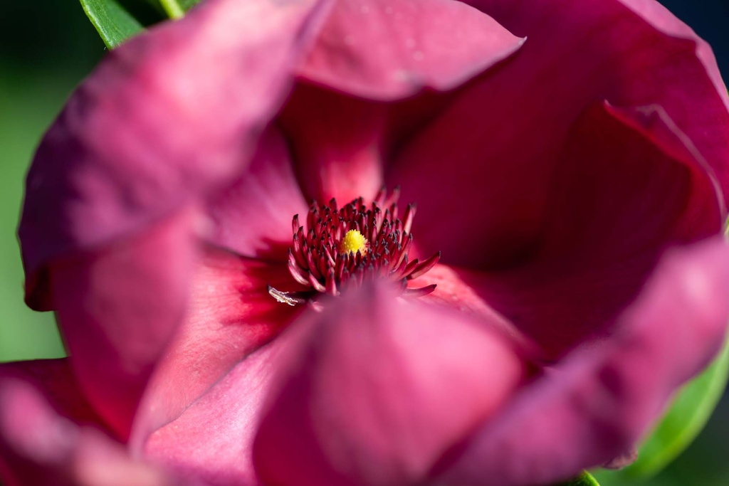 [xx] MAGNOLIA 'GENIE' (Pot, 125-150 cm)