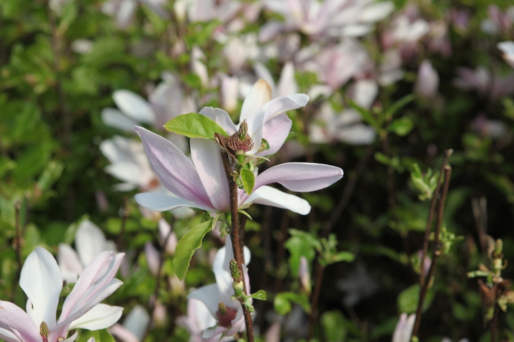[xx] MAGNOLIA 'GEORGE HENRY KERN' (Pot, 125-150 cm)