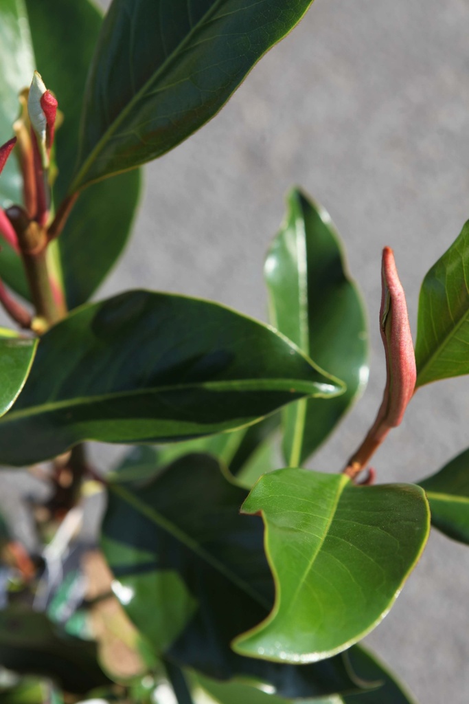 [xx] MAGNOLIA GRANDIFLORA 'KAY PARRIS' (Pot, 125-150 cm)