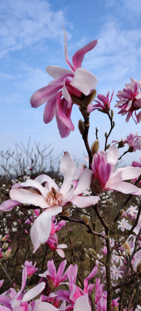 [MLLME100] MAGNOLIA LOEBNERI 'LEONARD MESSEL' (Pot, 100-125 cm)