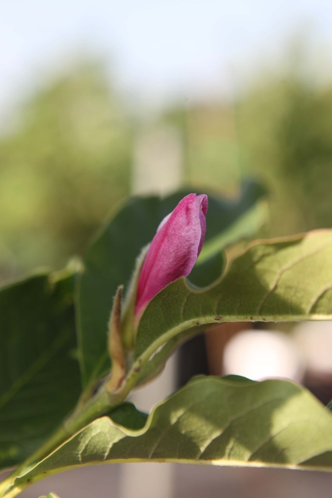 MAGNOLIA LOEBNERI 'LEONARD MESSEL'