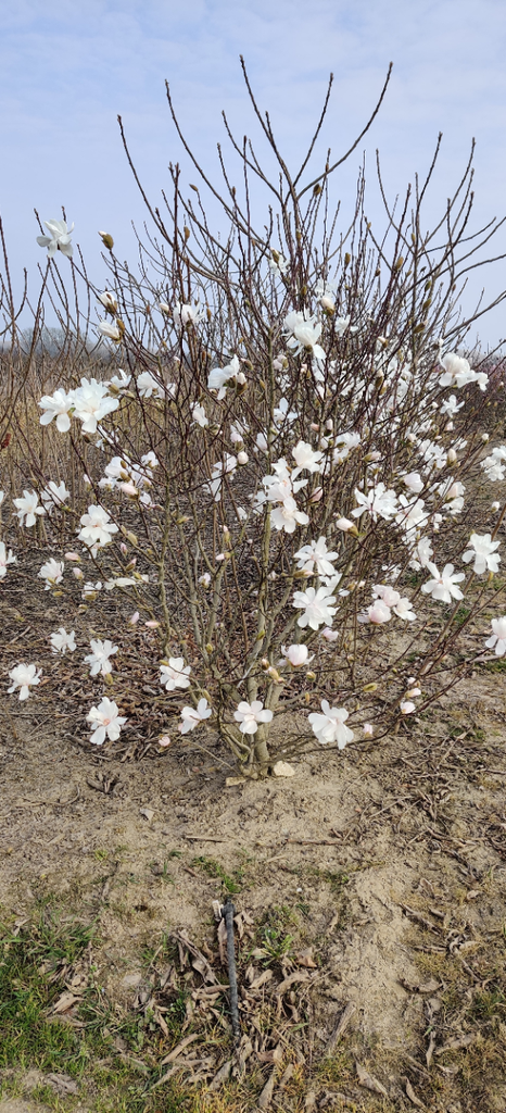 [MLME80] MAGNOLIA LOEBNERI 'MERRILL' (Pot, 100-125 cm)
