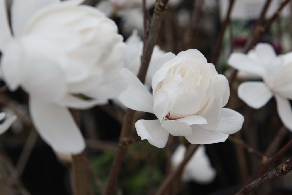 [xx] MAGNOLIA LOEBNERI 'WILDCAT' (Pot 15 liter, 80-100 cm)
