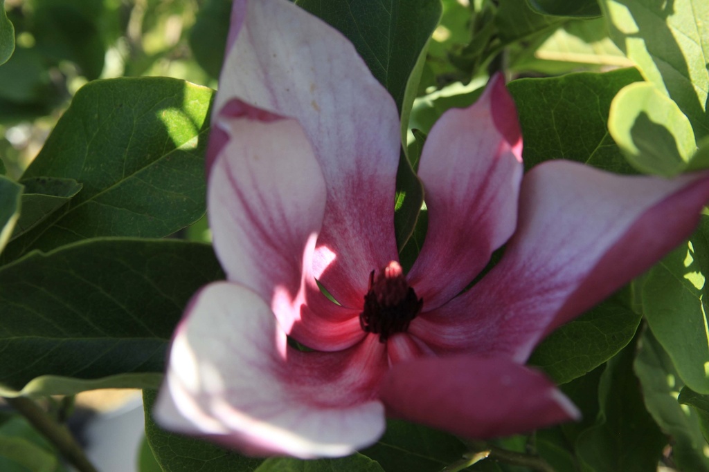 [xx] MAGNOLIA 'MARCH TILL FROST' (Pot 12 liter, 80-100 cm)