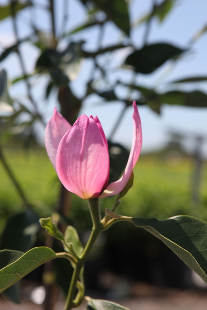 [xx] MAGNOLIA PINK PYRAMID (Pot 12 litres, 80-100 cm)