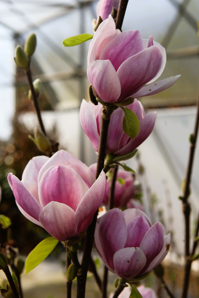 [xx] MAGNOLIA 'SATISFACTION' (Pot 3 liter, 40-50 cm)
