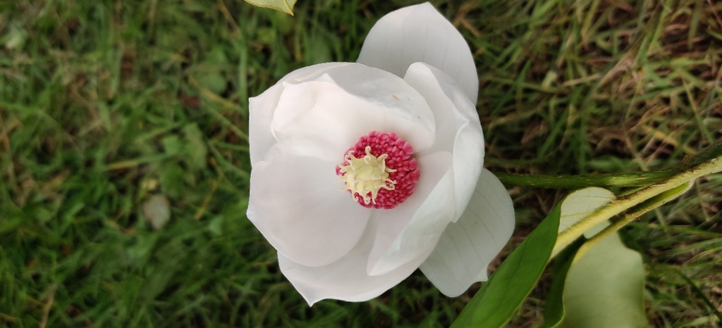 [MSI80] MAGNOLIA SIEBOLDII (Pot, 80-100 cm)