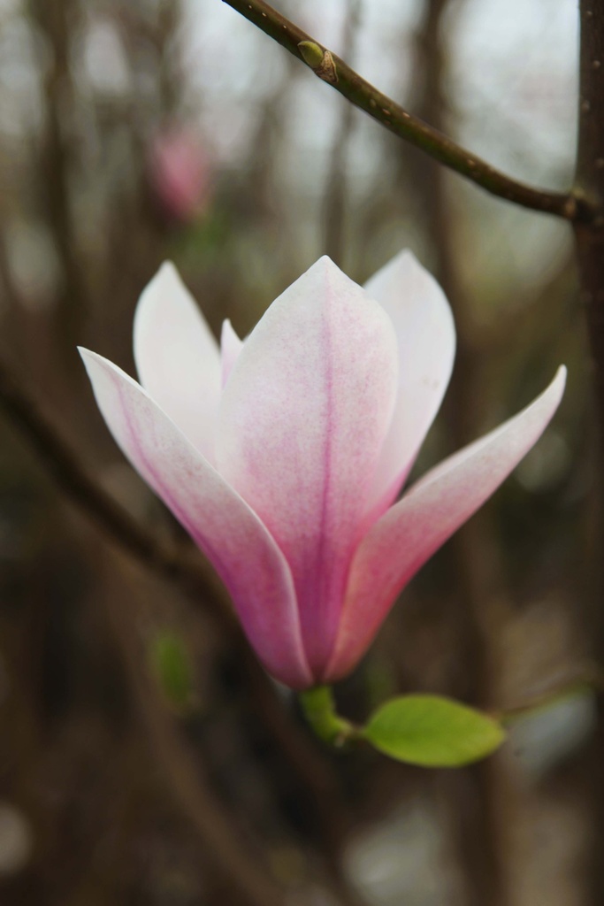 MAGNOLIA SOULANGEANA 'ALBA SUPERBA'