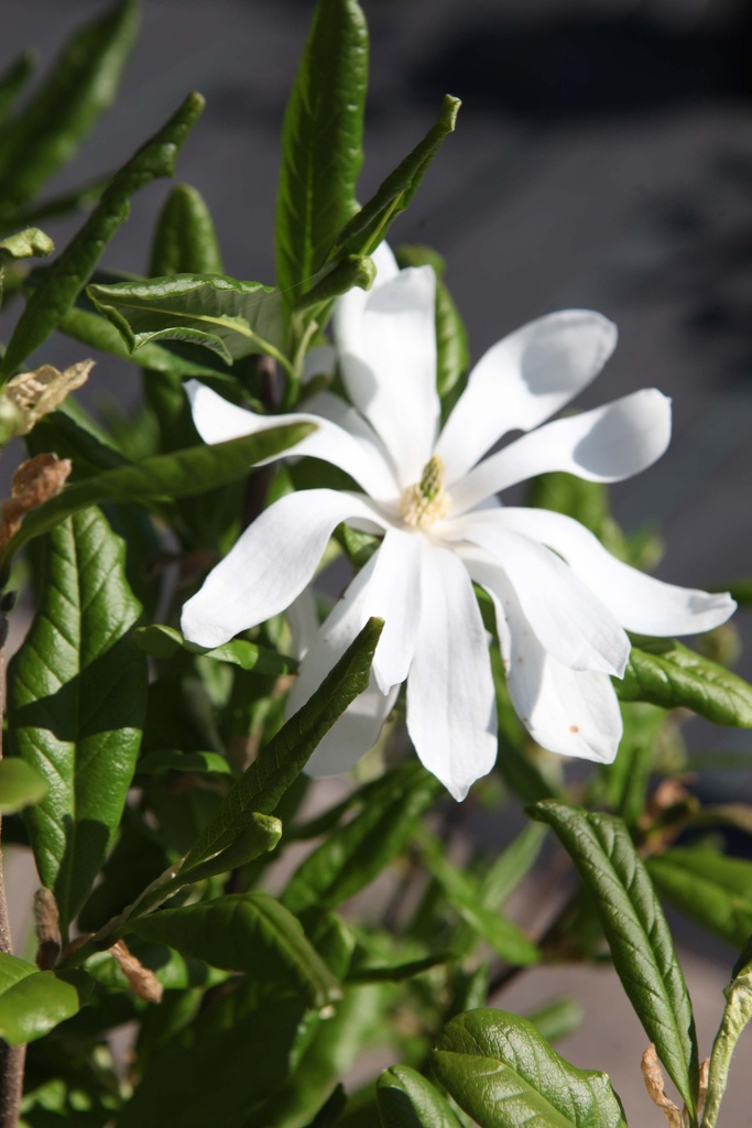 MAGNOLIA STELLATA