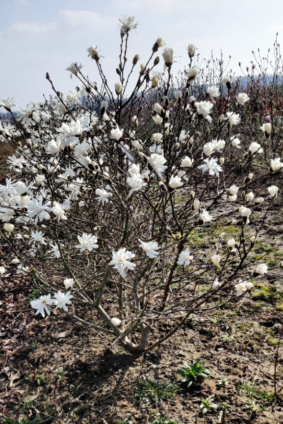 [MST80] MAGNOLIA STELLATA (Pot, 80-100 cm)
